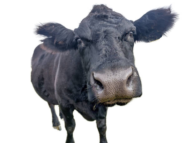 istock Black angus cow isolated on white background 1439721316