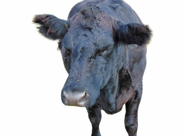 istock Black angus cow isolated on white background 1439721388