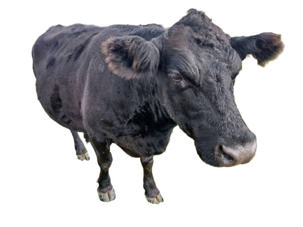 istock Black angus cow isolated on white background 1439721411