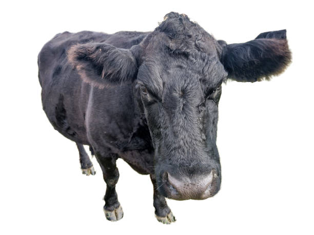 istock Black angus cow isolated on white background 1439721427