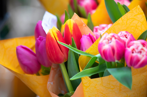 Tulip spring flower background. 
designfor 8 march, valentines day, wedding