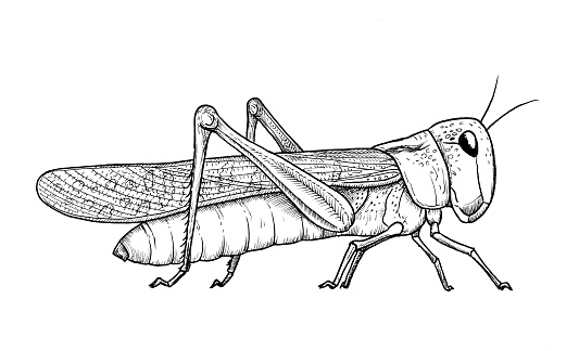 A hand drawing of insect - Locust on white background. Artist: Mateusz Atroszko, created 07.11.2022.