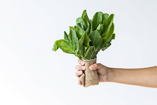Parsley Unrecognizable caucasian female is holding a bunch of baby spinach in front of white background. Representing healthy lifestyle concept. Handful of Spinach stock pictures, royalty-free photos & images