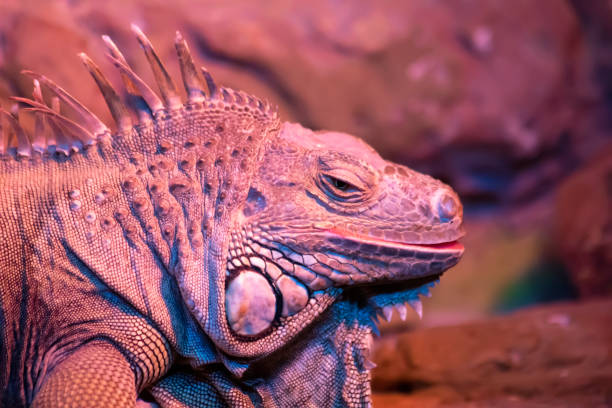 istock Head of Green Iguana 1439723094