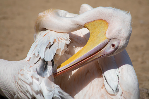 Australian Pelican on the ground  cleaning feathers