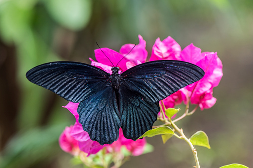 Black butterfly on the pink flower