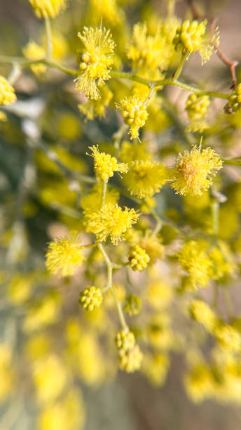 istock Mimosa yellow flower 1439726292