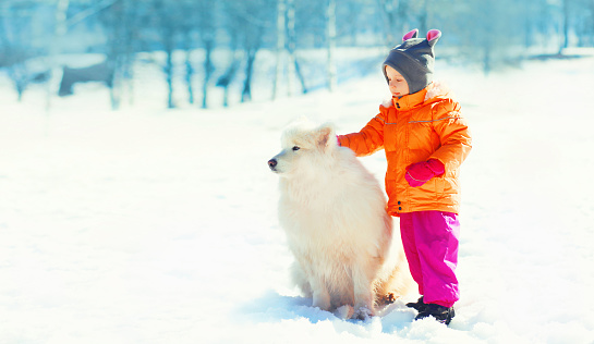 Little child playing with white Samoyed dog in winter park