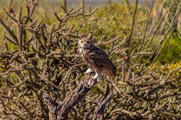 istock A Great Horned Owl in Tucson, Arizona 1439726795