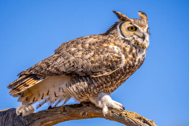 istock A Great Horned Owl in Tucson, Arizona 1439726797