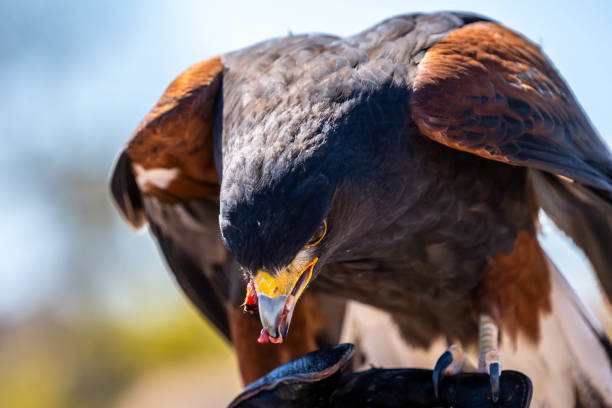 istock A dark brown Harris Hawk in Tucson, Arizona 1439726810
