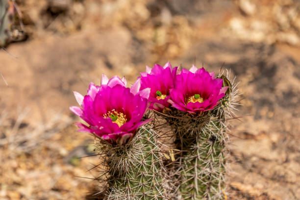 istock A flowering plants in Tucson, Arizona 1439726881