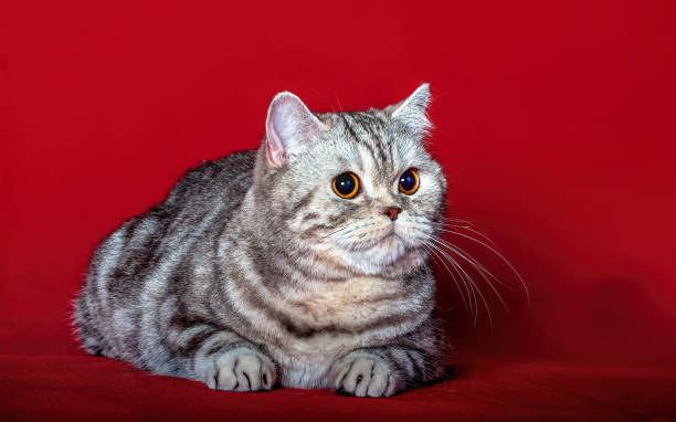 istock A British shorthair kitten. 1439728307