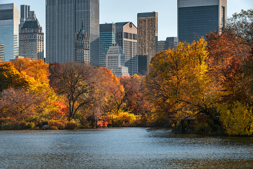 New York City. Autumn in Central Park at The Lake with fall foliage and Midtown skyscrapers in Manhattan