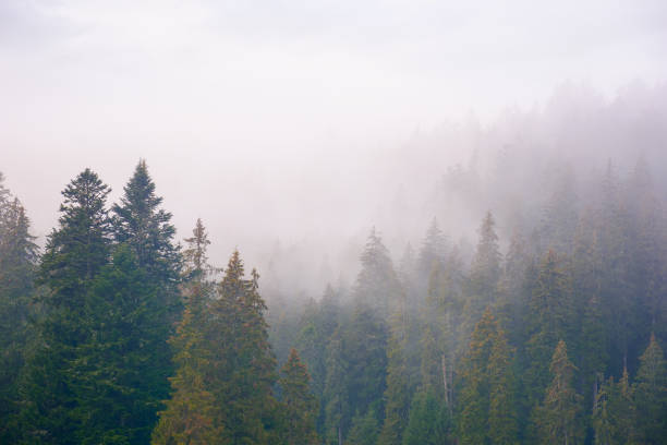 istock coniferous forest on a foggy autumn day 1439730958