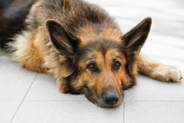 German Shepherd dog is lying, bored, looking at the camera stock photo