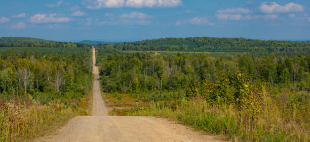 istock Straight and narrow dirt road through a thick forest 1439733943