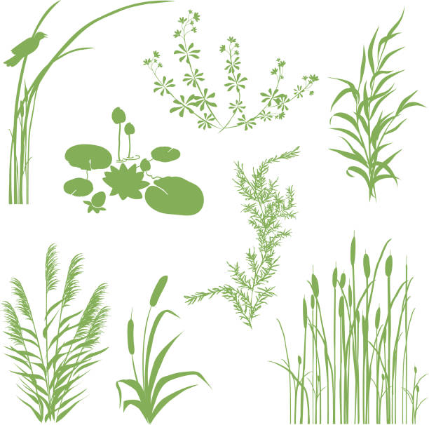 Wetlands Silhouette Icons with Multiple Marsh Elements On A Transparent Background Wetlands Icons.  Marsh elements include Blackbird, weeds, cattails, lily pads, plants, and various weeds. aquatic plant stock illustrations