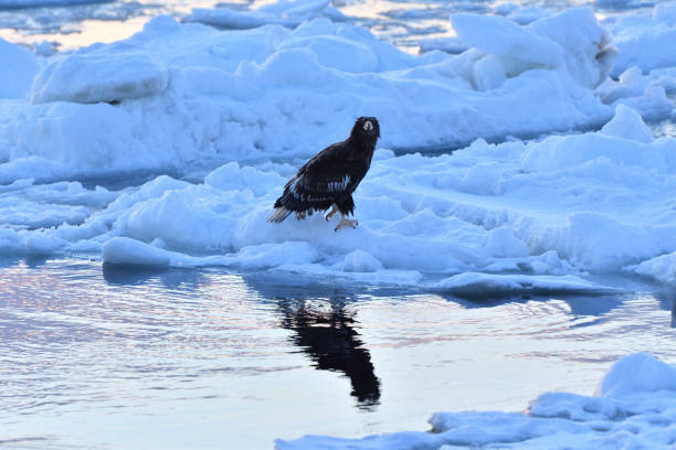 istock Bird watching with floating ices in winter 1439742281