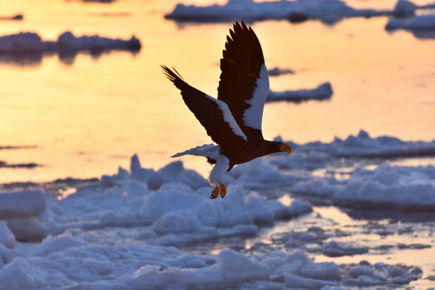 istock Bird watching with floating ices in winter 1439742415