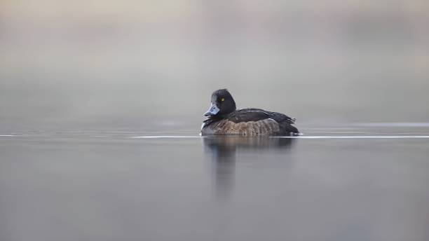 istock common goldeneye or simply goldeneye (Bucephala clangula) 1439742433