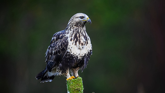 Rough-legged buzzard or rough-legged hawk (Buteo lagopus)