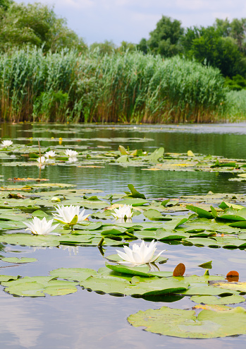 Many white water lilies in the Dnieper River in the Kherson region in Ukraine. River Konka.