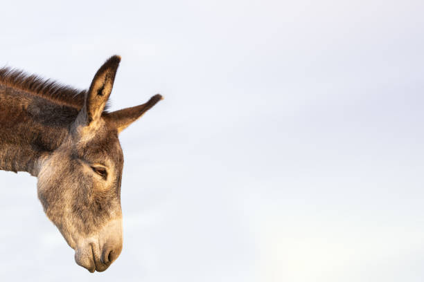 Brown Donkey doing Ear Acrobatics