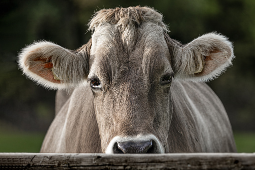 Closeup of cow looking directly into camera and standing behind a wooden fence, swiss brown