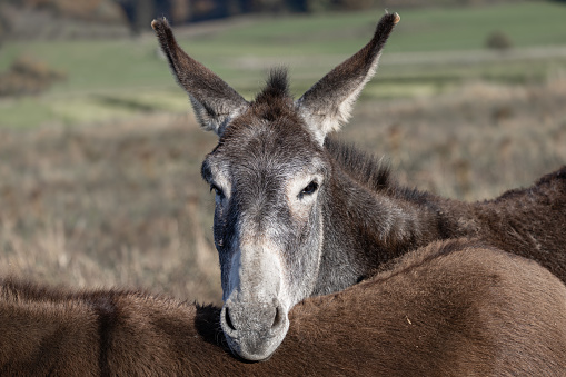 buddies for life, donkey resting his head on the back of its buddy, close up, harmony, Equidae, Equus africanus asinus , Equus asinus asinus
