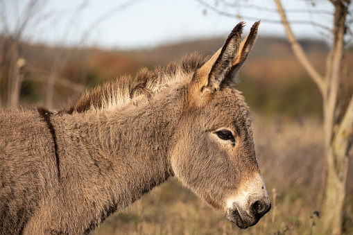 Donkey, side-view portrait of little young grey donkey, close up, Equus asinus, Equus africanus asinus , Equus asinus asinus
