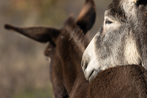 Best friends, donkey resting his head on the back of its buddy, close up, harmony, Equidae, Equus africanus asinus , Equus asinus asinus