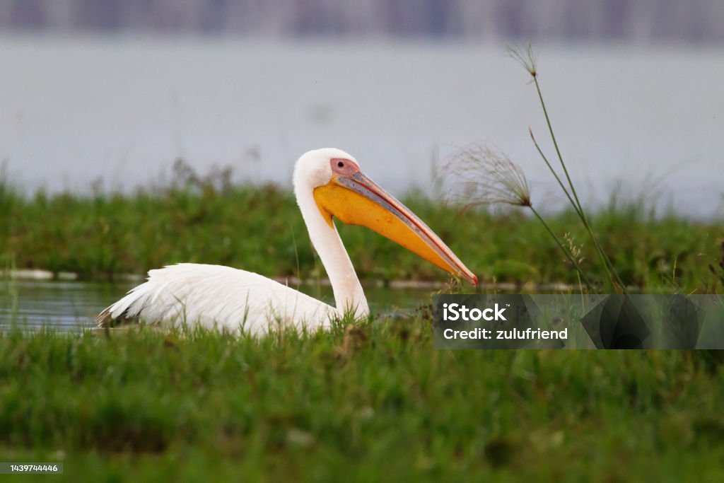 Pelican Photo of a pelican at the naivasha Lake i Kenya. Africa Stock Photo