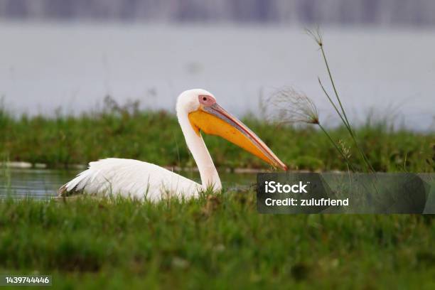 Pelican Stock Photo - Download Image Now - Africa, Animal, Animal Wildlife