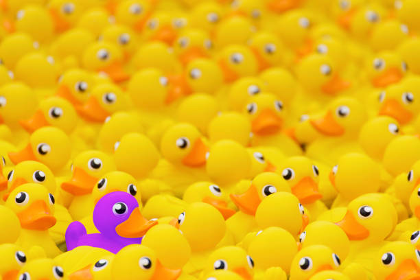 Unique purple toy duck among many yellow ones. Standing out from crowd, individuality and difference concept stock photo