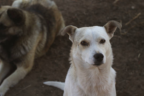 istock Two Dogs in the Yard 1439745177
