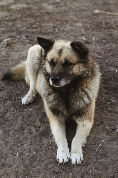 istock Senior Dog portrait in the yard 1439745668