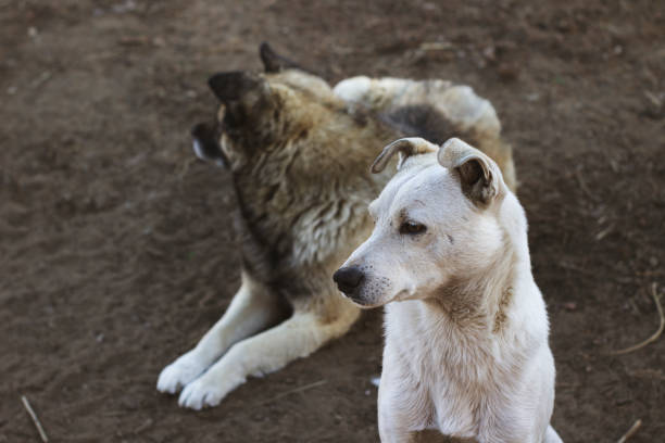 Two Dogs in the Yard