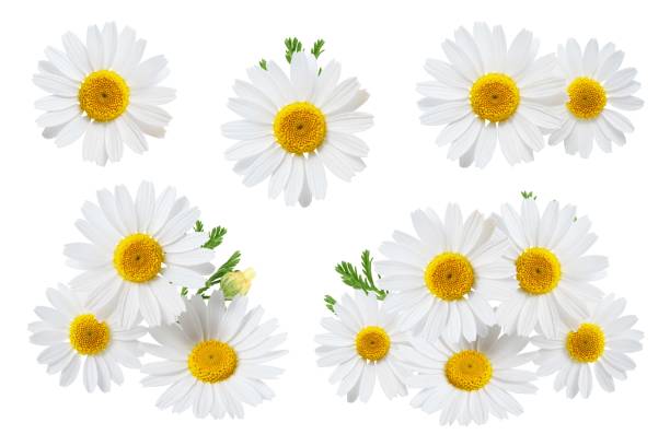 istock Camomile flower with leaf isolated on white background, collection 1439748432