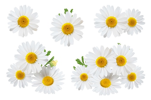 Camomile flower with leaf isolated on white background, collection