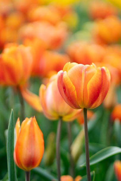 istock Orange tulip flowers close up. 1439748512