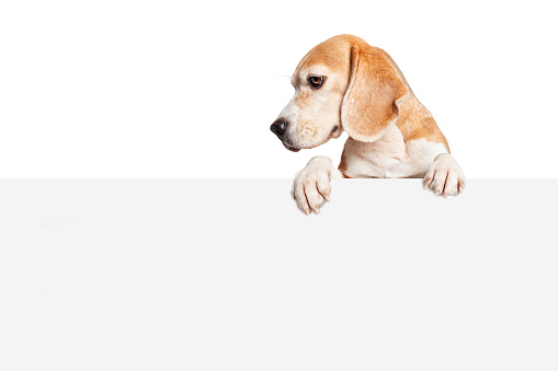 A beagle dog looking down at the blank sign with paws hanging over. Isolated on white background