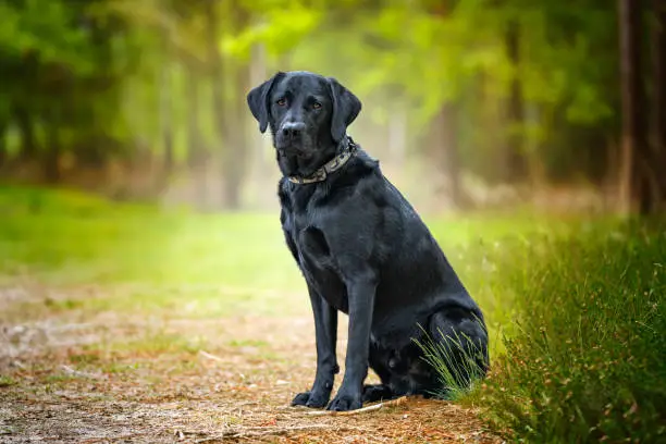 Black Labrador sitting in the forest and looking at the camera with plenty of whitespace for advertising or words.