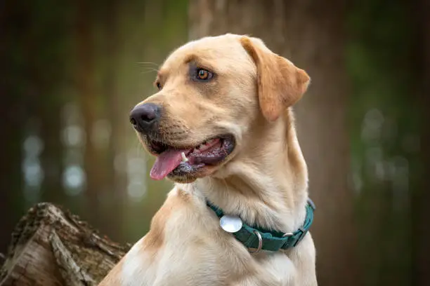Cute Yellow Labrador sitting in the forest looking away from the camera.  This head and shoulders image can be edited for the dog tag disc to show any name of dog or owner.  Enough whitespace for advertising or words.