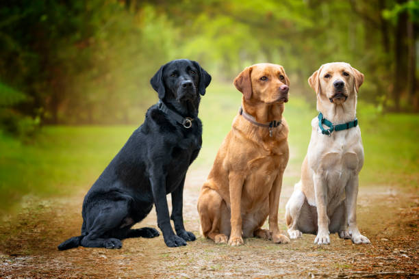 istock Three labradors posing in the forest - fox red black and yellow 1439750569
