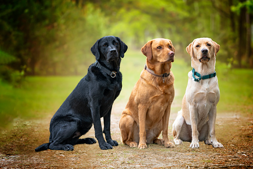 A red fox labrador retriever sitting, smiling and looking at the camera on a walk at dusk.