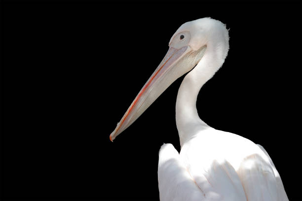 istock White pelican on a black isolated background. Upper body 1439750640