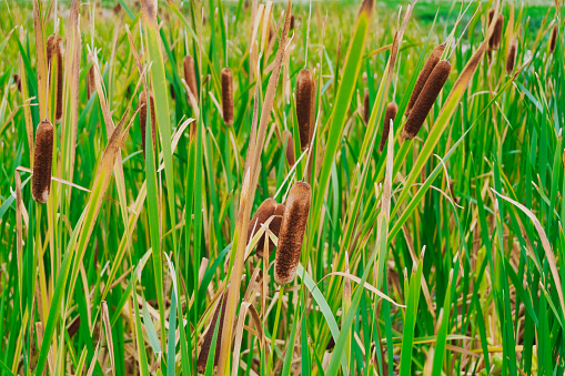 Close view of a set of cattails or bulrush (Typha latifolia) at the edge of a pond.