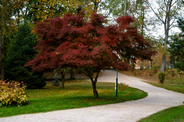 bom cenário sangrento de um jardim japonês. é um arbusto mais alto do hábito do ar. engrossar a coroa para criar um habitus relativamente compacto. as folhas são vermelhas profundas, geralmente de sete lóbulos, não mudam de cor - autumn falling leaf new england - fotografias e filmes do acervo