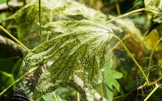 Caterpillars of American white butterfly (Hyphantria cunea, moth fall webworm) quarantine pest on leaves. Weaving trees with cobwebs by larvae. Leaf under transparent cobweb. Selective focus.